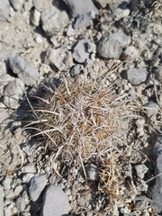 Coryphantha pallida