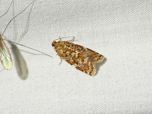 iNaturalist observation photo of Jack Pine Budworm Moth