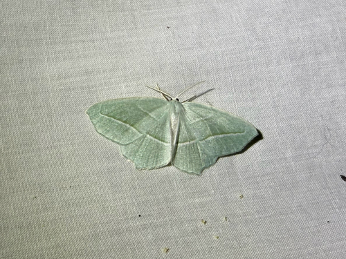 iNaturalist observation photo of Pale Beauty