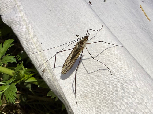 iNaturalist observation photo of Eriocera