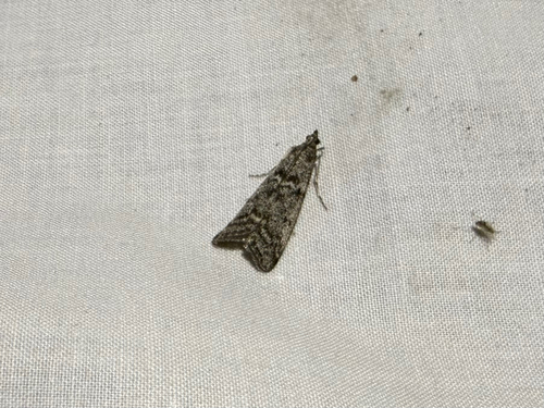 iNaturalist observation photo of Knot-horn Moths