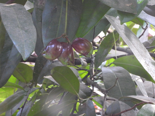 Samadera indica observed 2026-05-14