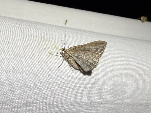 iNaturalist observation photo of Dark-bordered Granite