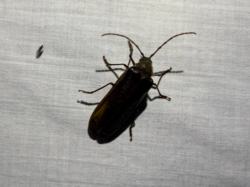 iNaturalist observation photo of Hairy Pine Borer