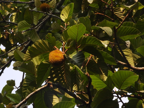 Artocarpus hirsutus, photograph 1