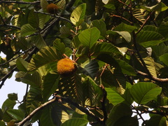 (c) sneha_forestry, some rights reserved (CC BY-SA) Artocarpus hirsutus, photograph (c) sneha_forestry, some rights reserved (CC BY-SA)