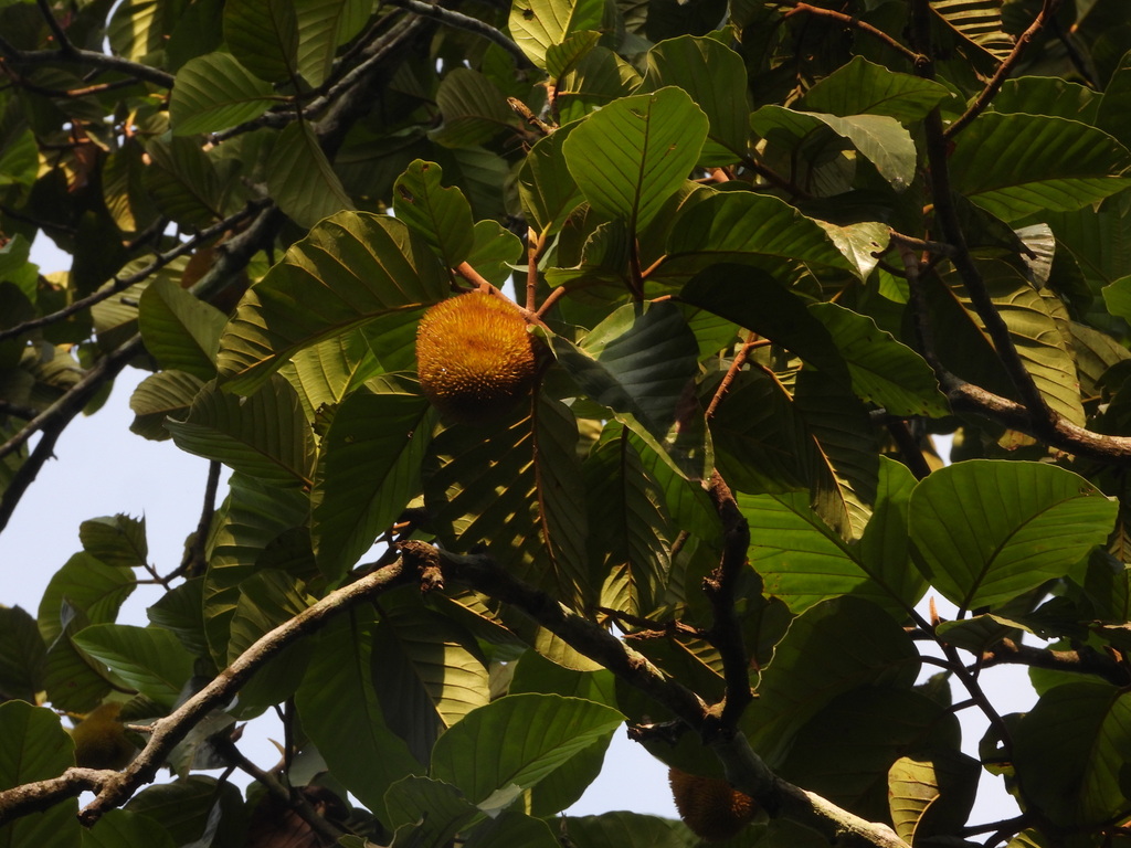 Artocarpus hirsutus; photograph (c) sneha_forestry, some rights reserved (CC BY-SA)