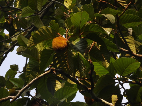 Artocarpus hirsutus