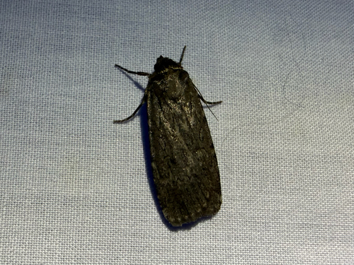 iNaturalist observation photo of Clandestine Dart