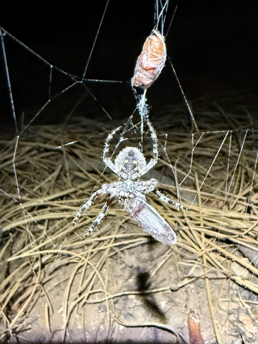 iNaturalist observation photo of Orbweavers