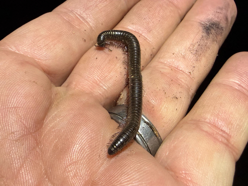 iNaturalist observation photo of Parajulid Millipedes