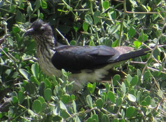 Clamator levaillantii