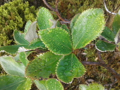 Macrolearia colensoi