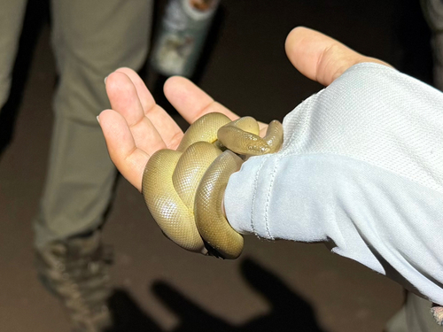 iNaturalist observation photo of Northern Rubber Boa