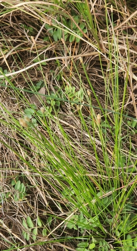 Eleocharis cylindrostachys observed 2026-07-10