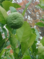 Citrus hystrix