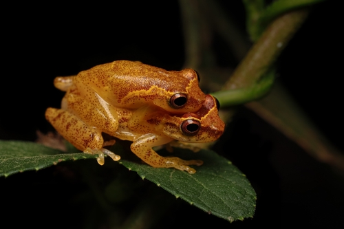 Dendropsophus tapacurensis