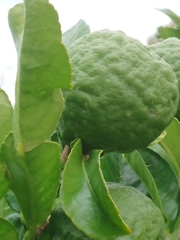 Citrus hystrix