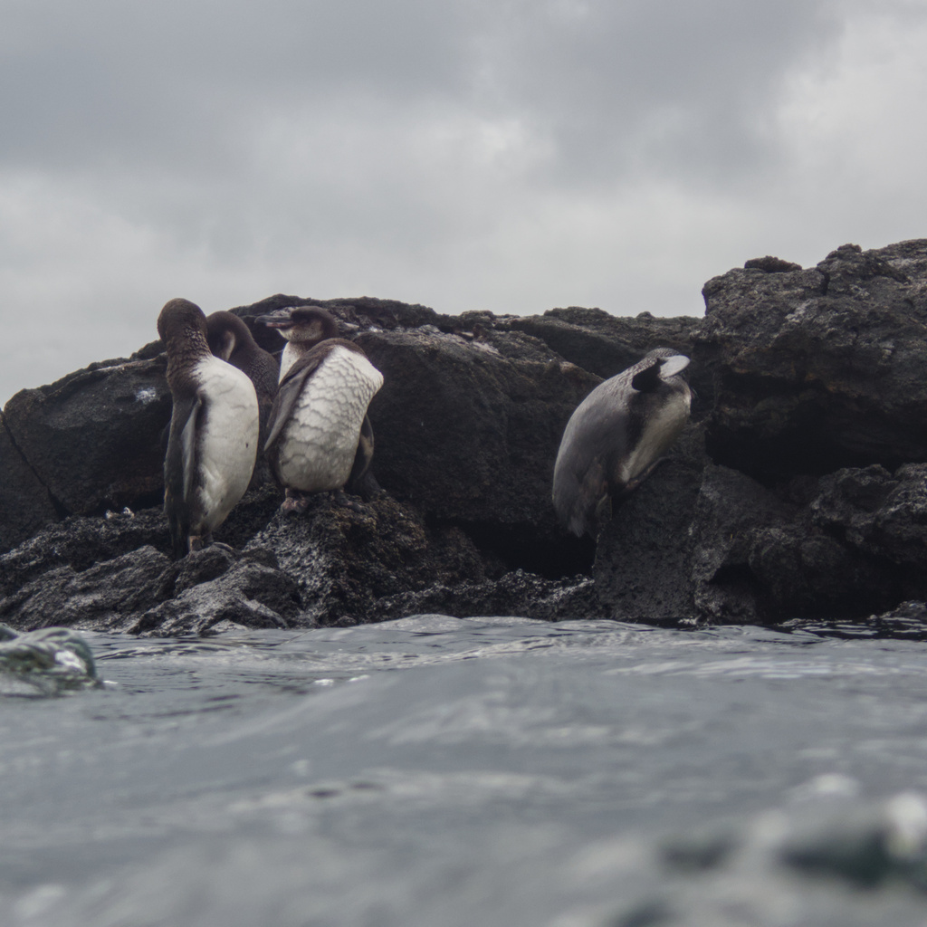 Galápagos penguins resting on dark lava rocks just above the sea