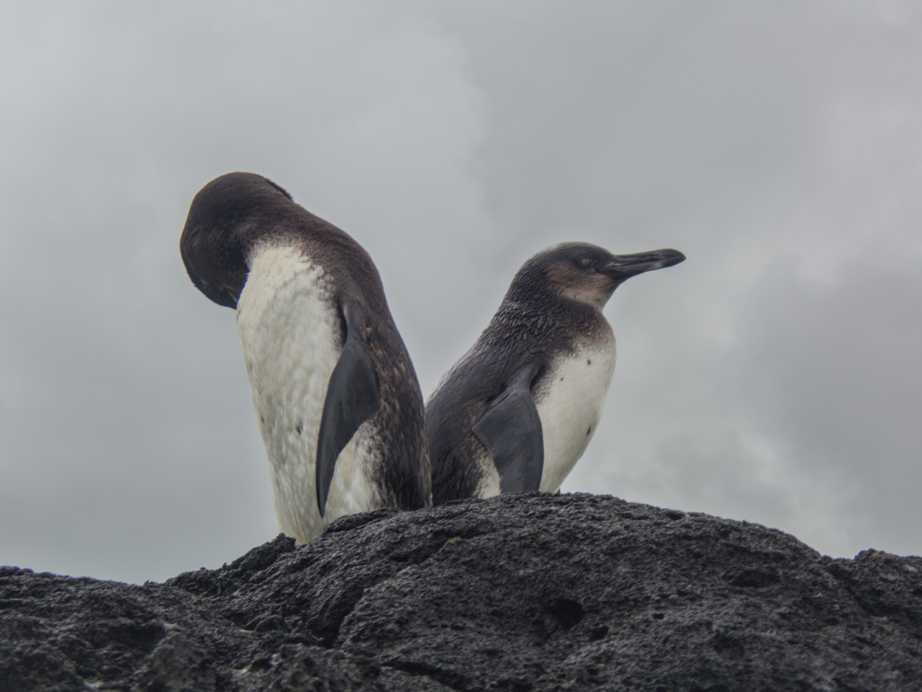 Two Galápagos penguins standing on dark lava rock under a grey sky