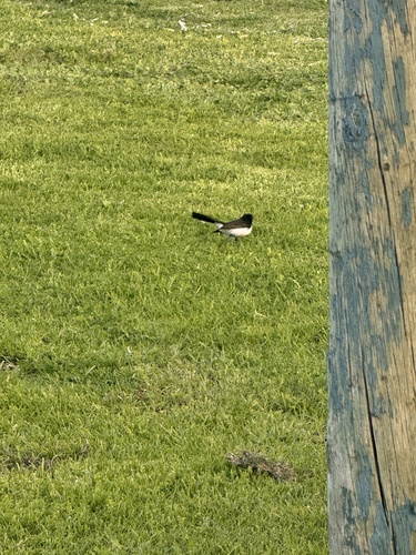 Willie Wagtail