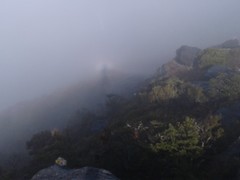 Macrolearia colensoi