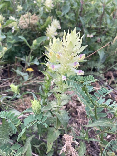 Melampyrum chlorostachyum (Melampyrum chlorostachyum)