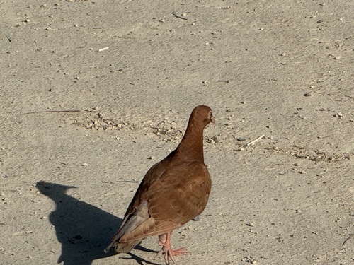 Feral Pigeon