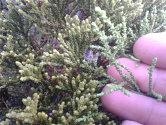 Lepidothamnus laxifolius