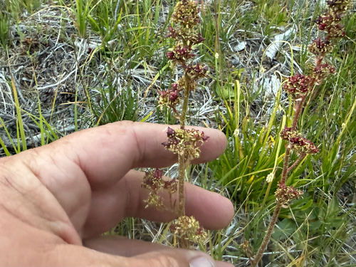 iNaturalist observation photo of Early saxifrages