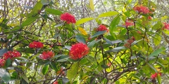 Ixora
