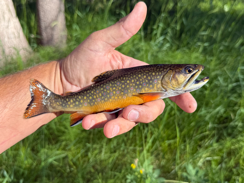 iNaturalist observation photo of Brook Trout