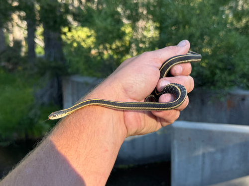 iNaturalist observation photo of Western Terrestrial Garter Snake