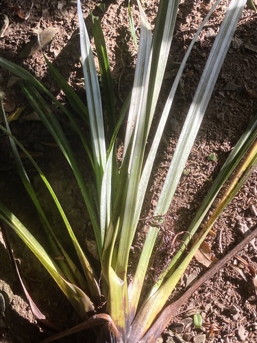 Astelia microsperma observed 2026-07-10