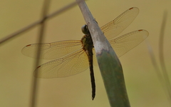 Hydrobasileus brevistylus