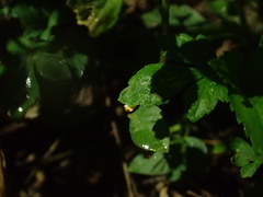 Pteroptyx maipo