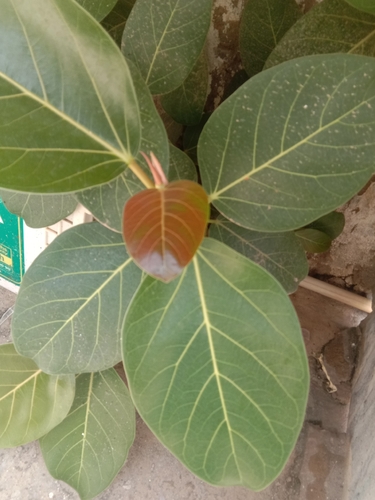 Indian banyan