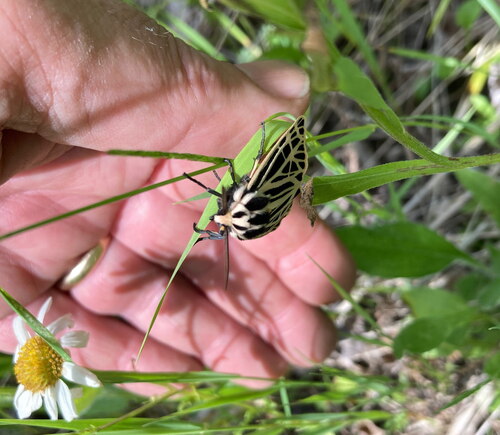 Virgin Tiger Moth