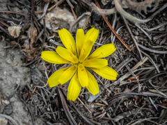 Microseris nutans