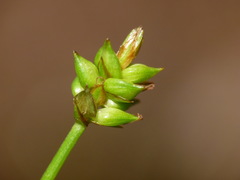 Carex capillacea