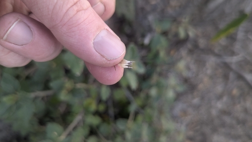 Olearia tomentosa, photograph 4