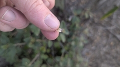 (c) Jacob Moore, some rights reserved (CC BY) Olearia tomentosa, photograph (c) Jacob Moore, some rights reserved (CC BY)