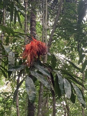 Brownea macrophylla