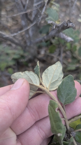 Olearia tomentosa, photograph 5