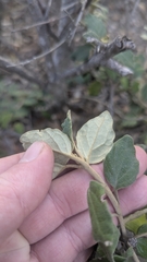 (c) Jacob Moore, some rights reserved (CC BY) Olearia tomentosa, photograph (c) Jacob Moore, some rights reserved (CC BY)