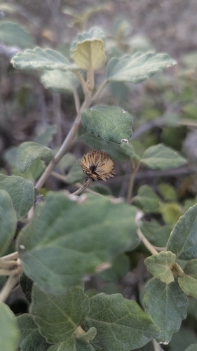 Olearia tomentosa, photograph 6
