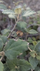 Olearia tomentosa, photograph (c) Jacob Moore, some rights reserved (CC BY)