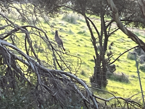 Western Grey Kangaroo