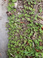 Oxalis exilis