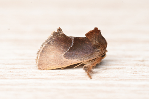 Phrixolepia sericea